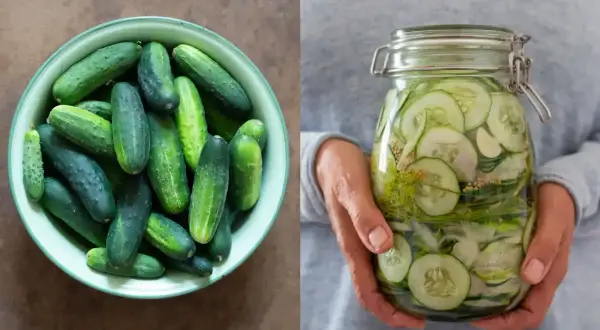 En skål med färska gurkor bredvid en burk med inlagd gurka, dill och senapsfrön.
